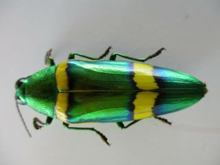 48667 Buprestidae,  Chrysochroa sp?.  Vietnam South 2