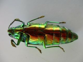 48667 Buprestidae,  Chrysochroa sp?.  Vietnam South 3