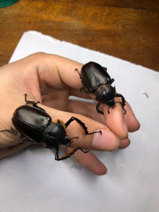 Live Long Arm Beetle " Propomacrus Dimucronatus " Pair,  All Mm All