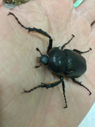Live Long Arm Beetle 