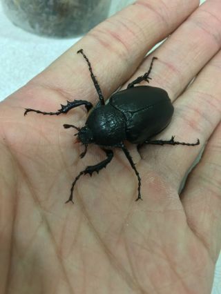 Live Long Arm Beetle 