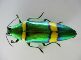 48643 Buprestidae,  Chrysochroa sp?.  Vietnam South 2