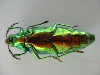48643 Buprestidae,  Chrysochroa sp?.  Vietnam South 3