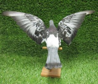 Wings Up Perched Gray Pigeon Rock Dove Real Bird Taxidermy Bird Mount