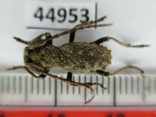 44953.  Cerambycidae Sp.  Vietnam Central.  Over 2000m