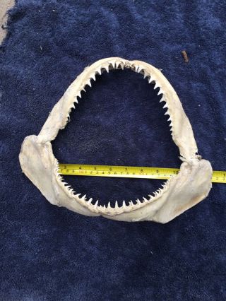 12 Inch Shark Jaws Taxidermy,  Multiple Rows Of Teeth