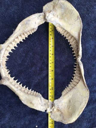 12 inch Shark Jaws Taxidermy,  Multiple Rows of Teeth 2
