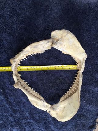 12 inch Shark Jaws Taxidermy,  Multiple Rows of Teeth 3