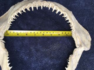 12 inch Shark Jaws Taxidermy,  Multiple Rows of Teeth 4