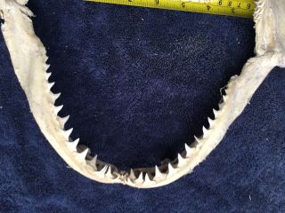 12 inch Shark Jaws Taxidermy,  Multiple Rows of Teeth 5