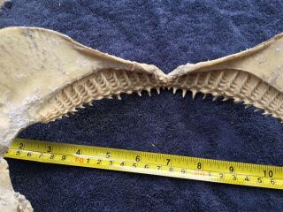 12 inch Shark Jaws Taxidermy,  Multiple Rows of Teeth 6