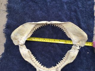 12 inch Shark Jaws Taxidermy,  Multiple Rows of Teeth 7