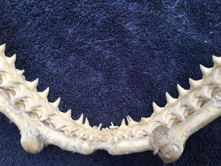 12 inch Shark Jaws Taxidermy,  Multiple Rows of Teeth 8