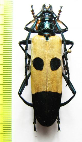 Cerambycidae,  Huedepohliana Superba,  Malaysia,  Borneo