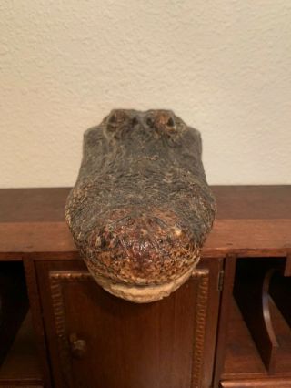 Alligator Head Taxidermy 2