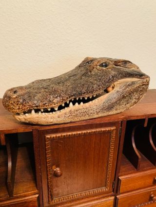 Alligator Head Taxidermy 3