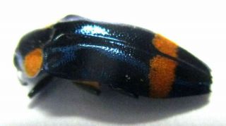 K007 Buprestidae: Coraebus Species? 10mm