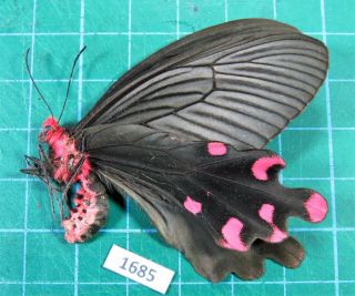 Unmounted Butterfly Papilionidae Byasa Crassipes Female Laos Rare