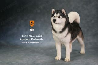 Alaskan Malamute 1/6 Figure Model Cute Hot Verisimilitude Dog