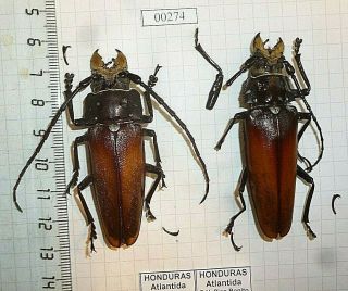 Coleoptera Cerambycidae Prioninae Callipogon Beetle Entomology Real Insect