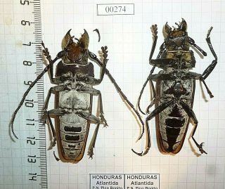 Coleoptera Cerambycidae Prioninae Callipogon Beetle Entomology Real Insect 3