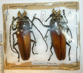 Coleoptera Cerambycidae Prioninae Callipogon Beetle Entomology Real Insect 4