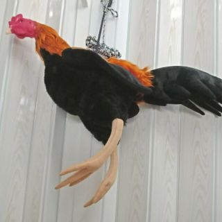 doll chickens for trainning roosters collectibles kids toy crafts equipment art 8