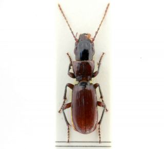 Coleoptera Beetles Carabidae Typhlochoromus Soltzi Soltzi