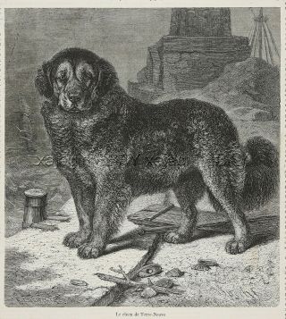 Dog Newfoundland Black,  Large 1870s Antique French Engraving Print,  Very Rare