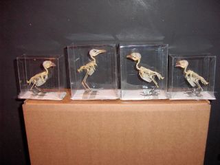 Bird Skeletons 3 Species Rare Very Small Skeletons Display In Natural Position