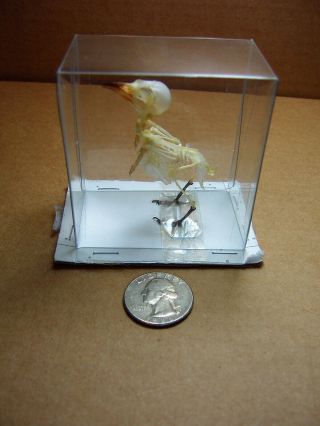 Bird Skeletons 3 Species Rare Very Small Skeletons Display In Natural Position 2