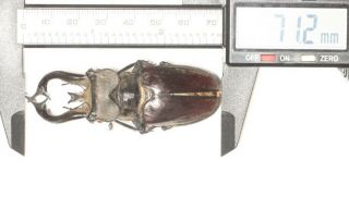 LUCANIDAE Lucanus thibetanus gennestieri 71.  2mm W.  YUNNAN 2