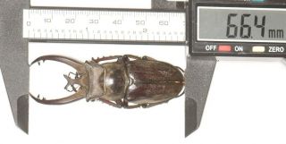Beetle Lucanidae Lucanus Victorius Yunnan 66.  4mm