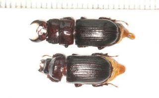 Beetle Lucanidae Ceruchus Yangi W.  Sichuan