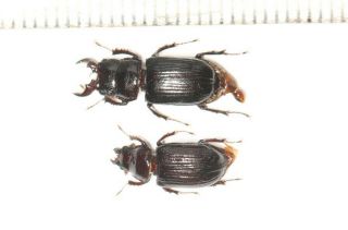 Beetle Lucanidae Ceruchus Katerinae N.  W.  Sichuan