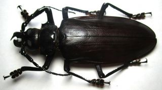 Cerambycidae Prioninae Titanus Giganteus 135mm 1 From Peru