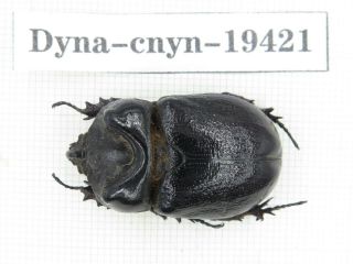 Beetle.  Dynastidae Sp.  China,  Yunnan,  Xishuangbanna.  1m.  19421.