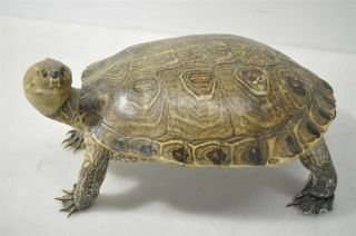 Decorative 13 " Taxidermy Mexican Turtle W/ Raised Tilted Head Amphibians Hunting