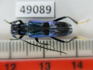 49089.  Cerambycidae Sp.  Vietnam North