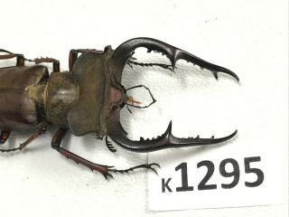 K1295 Unmounted Rare Beetle Lucanus Fujitai 58mm ?? Vietnam