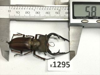 k1295 unmounted RARE Beetle Lucanus Fujitai 58mm ?? Vietnam 2
