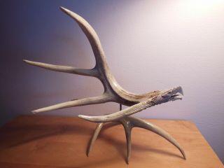 Large Soaring Eagle Display Carved From Whitetail Deer Antler