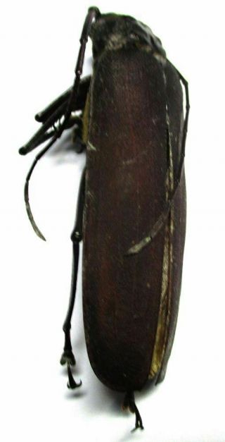 E002 Cerambycidae: Prioninae: Armiger Hudepohli Female 61mm