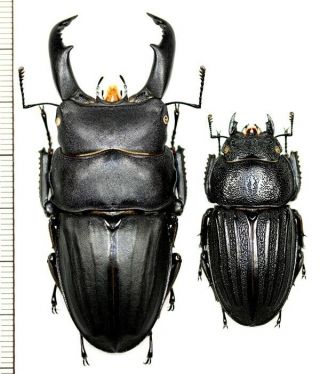 Lucanidae:dorcus Metacostatus Pair,  A1,  Unmounted,  Japan,  Beetle