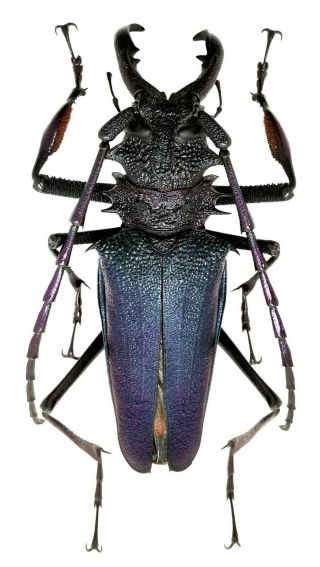Insect,  Beetles,  Prioninae,  Psalidognatus Sp.  64 Mm.