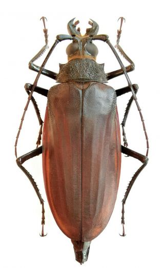 Insect,  Beetles,  Cerambycidae,  Prioninae,  Braderochus Mundus,  84 Mm,  Big