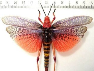 Orthoptera.  Phymateus Morbillosus Female.  South African Rep.  Rare