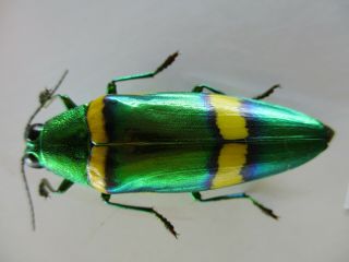 48673.  Buprestidae,  Chrysochroa sp?.  Vietnam South 2