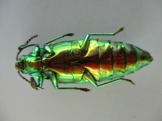 48673.  Buprestidae,  Chrysochroa sp?.  Vietnam South 3