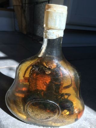 Real Cobra And Scorpion Preserved In A 7” Bottle - Oddity
